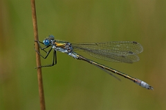 David Plant Photography - Wildlife Photography - Scarce emerald damselfly - B